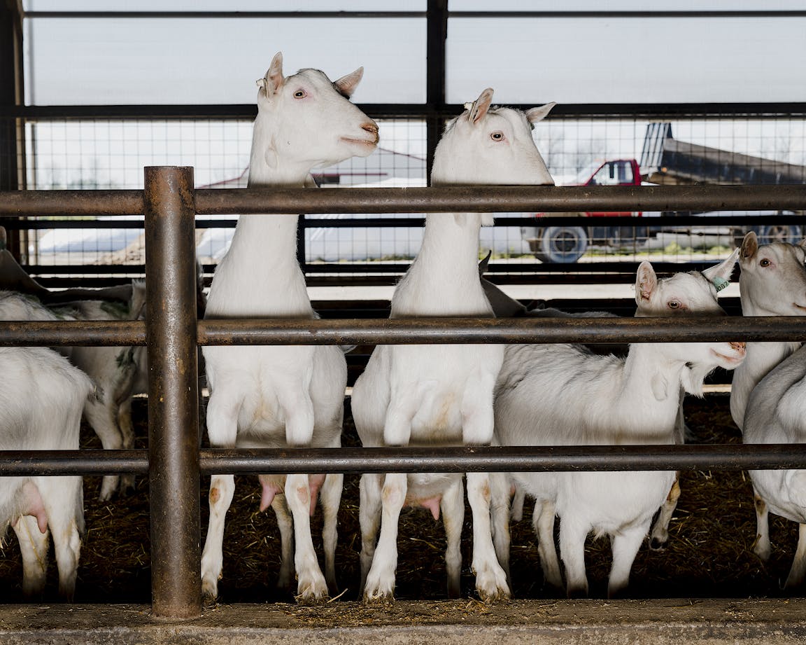 Goats look over a fence.